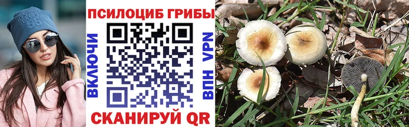 как найти наркотики  Волгодонск  Галлюциногенные грибы Cubensis 
